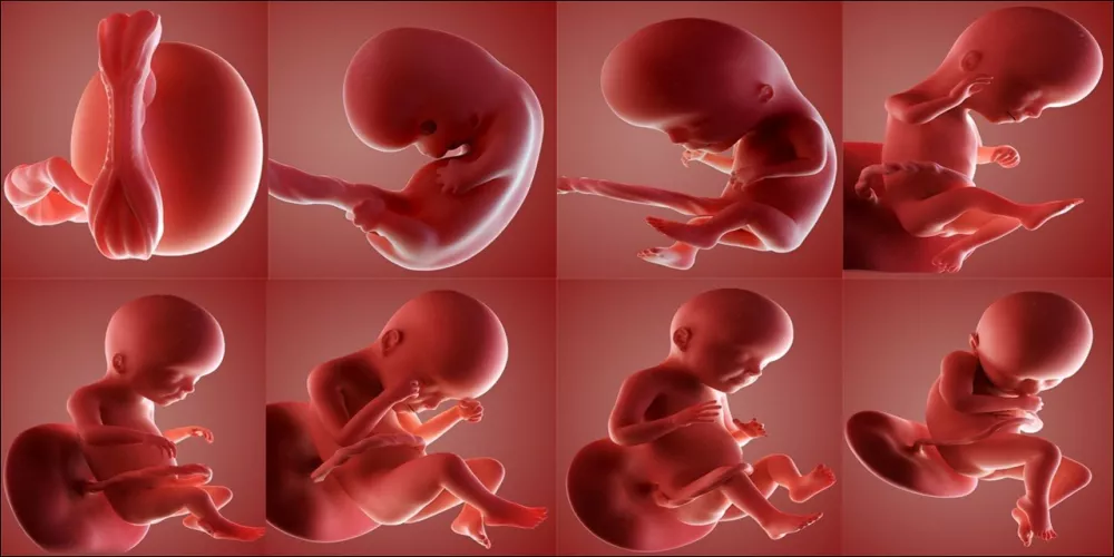 تعزيز نمو وتطوير الجنين