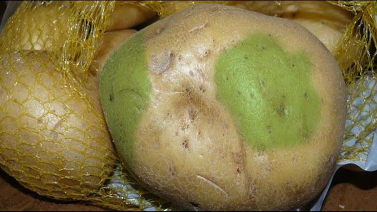 البقع الخضراء على البطاطس