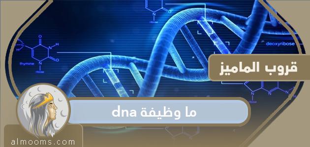 ما وظيفة dna وما مكوناته واستخداماته وما الفرق بينه وبين RNA